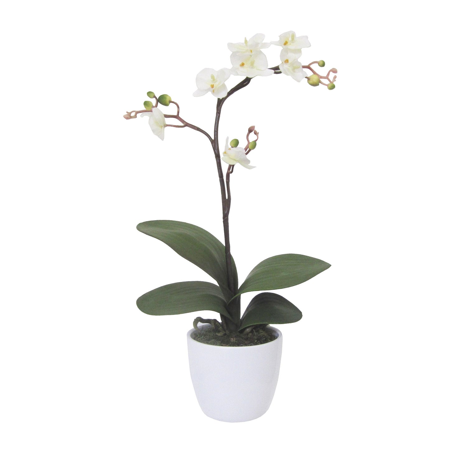 2er Set Kunstorchideen Phalaenopsis Cassandra 55 cm im weißen Keramiktopf 11 cm crème