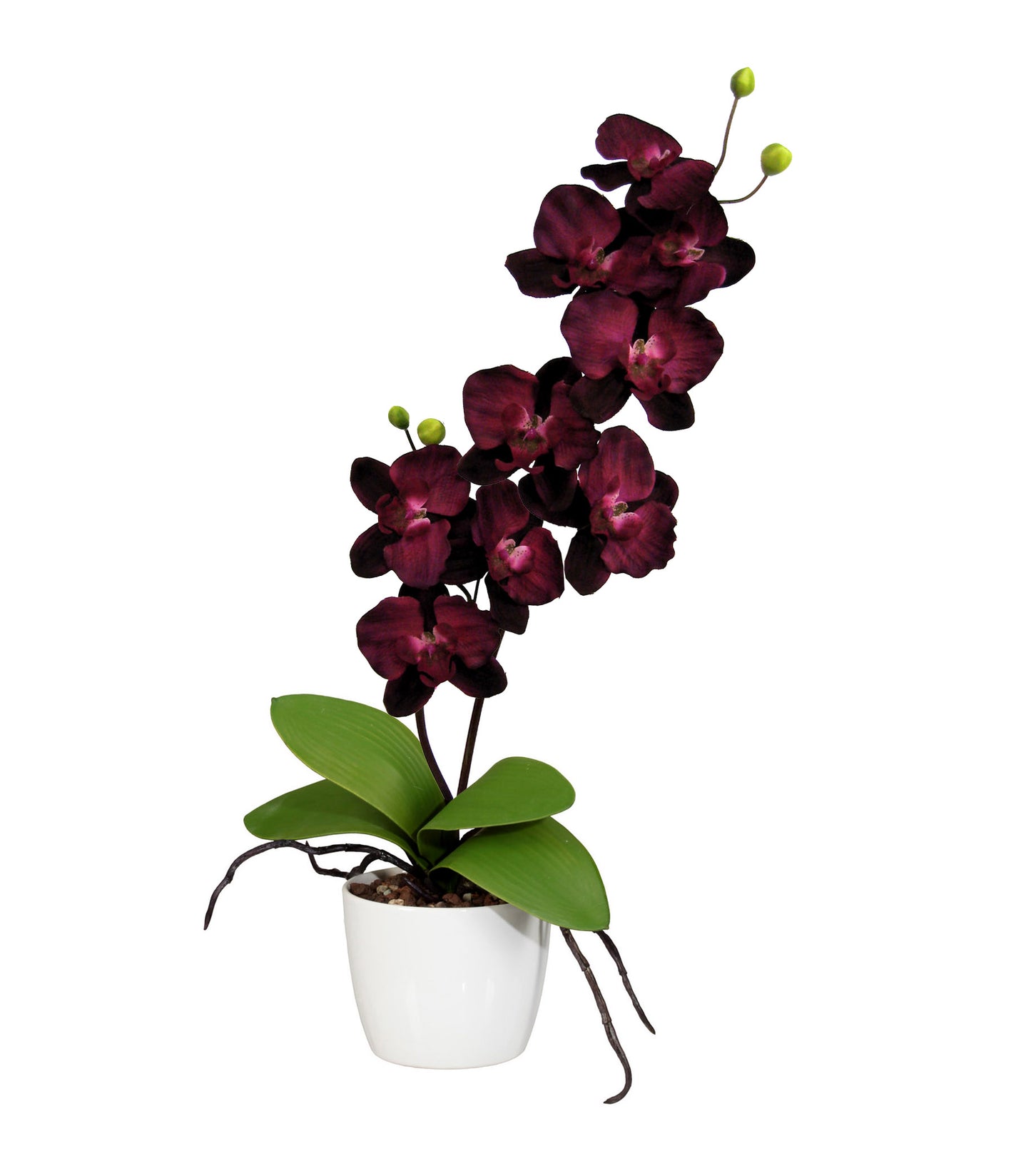 Orchidee Phalaenopsis 60 cm mit 9 Blüten, lila im eleganten 13 cm Keramiktopf
