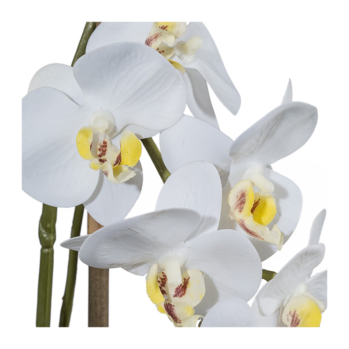 Miniphalaenopsis Orchidee 43 cm in Weiß – Real Touch Kunstpflanze im Keramiktopf 9,5 cm