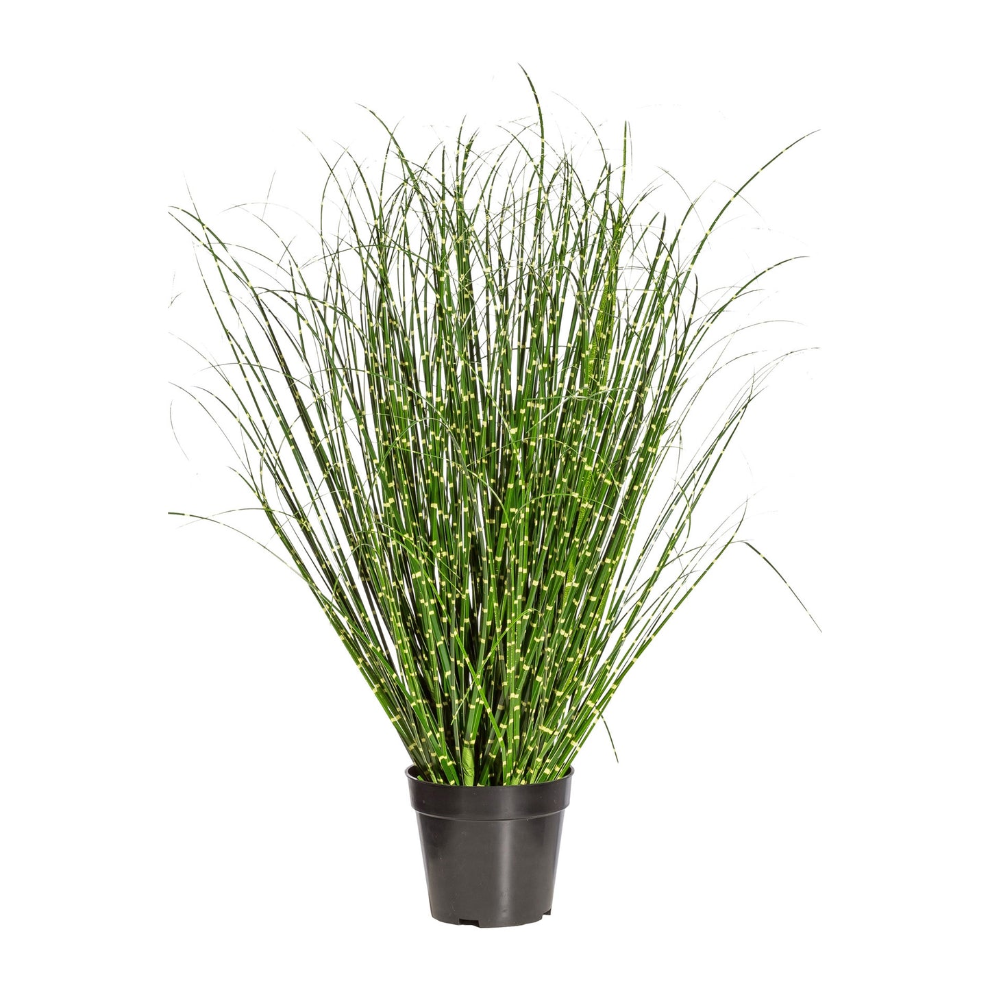 Kunstpflanze Miscanthus Zebrinus im Topf, 80 cm hoch, ideale Dekoration für Innenräume