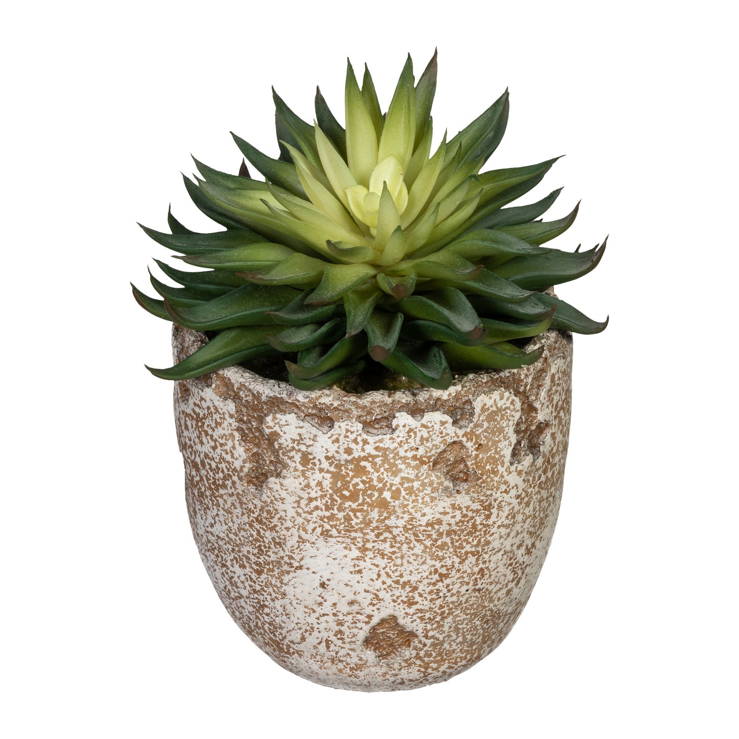 Künstliche Echeveria affinis Sukkulente im cremebraunen Zementtopf, 16 cm hoch