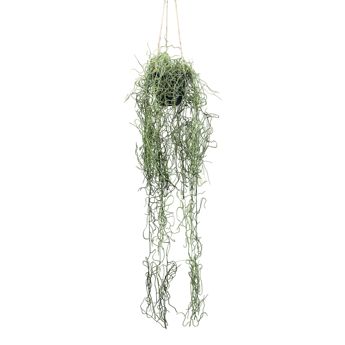 Tillandsia Hängepflanze ca. 80 cm grün im Hängetopf 11x10 cm – Pflegeleichte Kunstpflanze