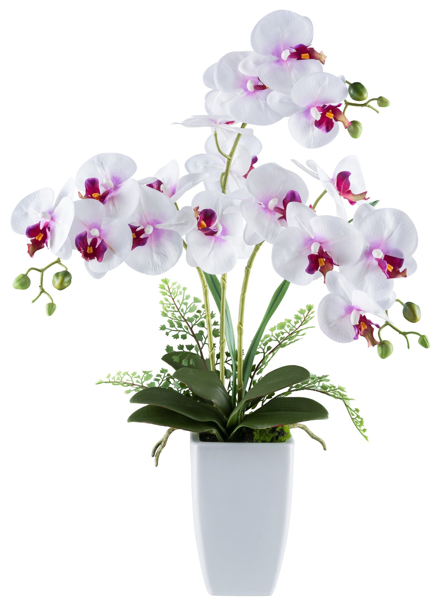 Phalaenopsis Orchidee 67 cm in Weiß-Lila mit 18 Blüten in Keramikvase 11,5x18 cm