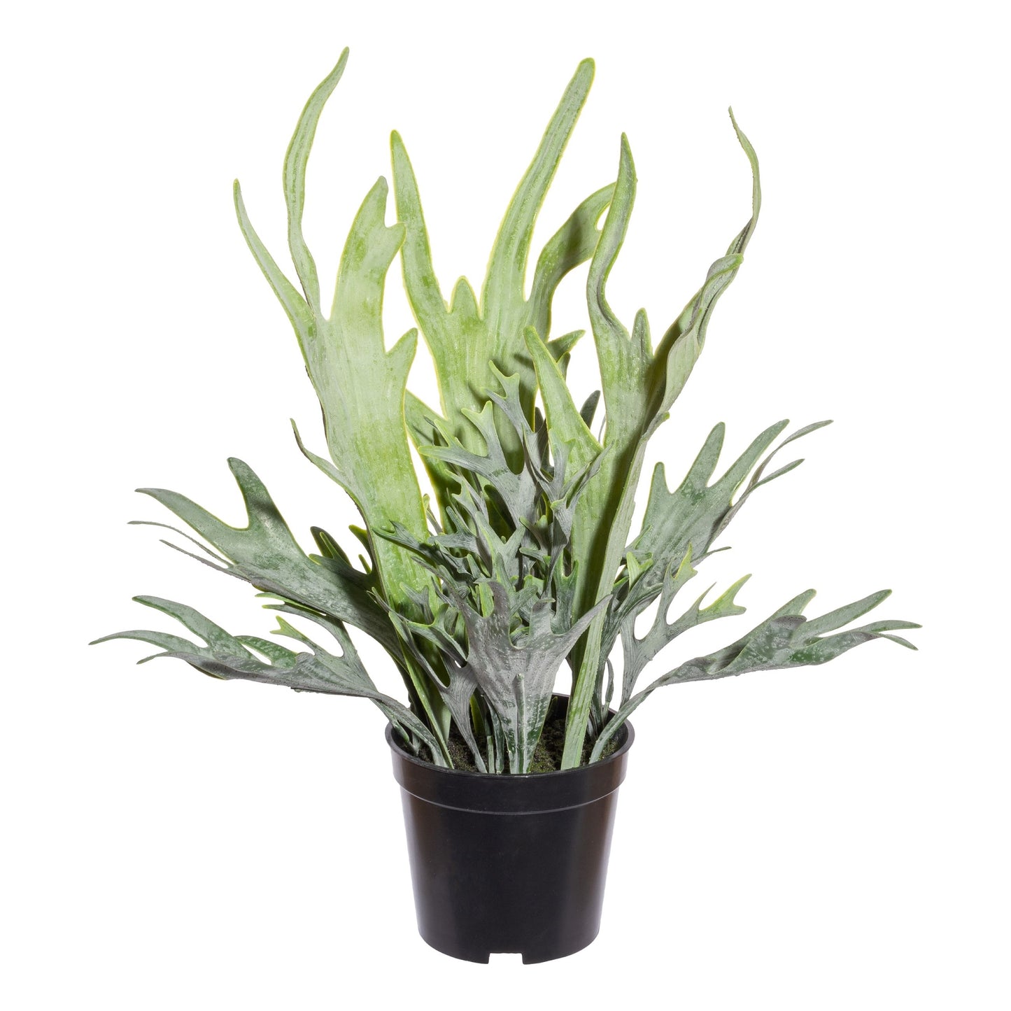 Platycerium-Mix Kunstpflanze 40 cm hoch im Kunststofftopf 11x10 cm, grün