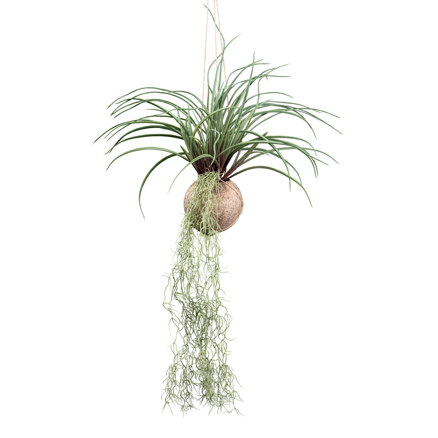 Tillandsia stricta 72 cm grün im Cocoshänger Ø 12 cm – Pflegeleichte Deko-Pflanze