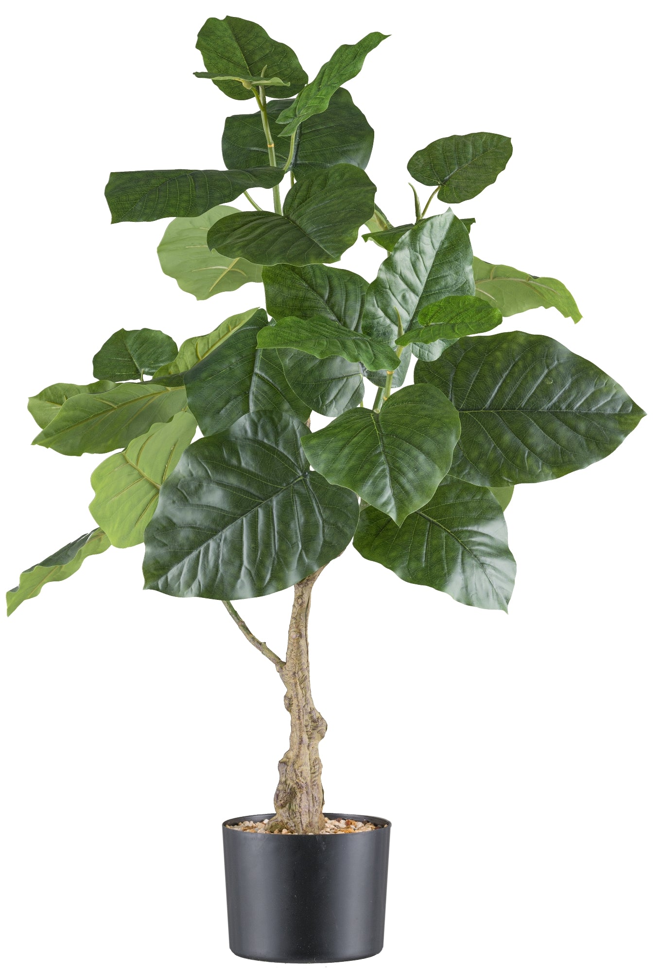 Ficus petiolaris Kunstpflanze 85 cm im schwarzen Kunststofftopf mit Kies - Pflegeleicht