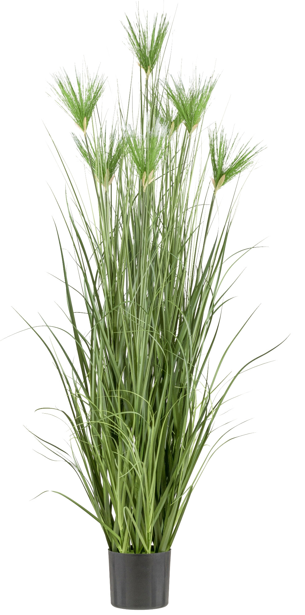 Cyperus longus Kunstpflanze 180 cm mit stabilen Kunststofftopf 19,5x17 cm dekorativ