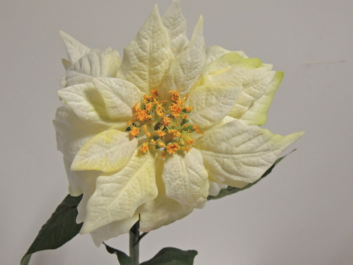 Künstlicher Weihnachtsstern Poinsettia 54 cm Creme mit Wasserstiel – Weihnachtsdekoration