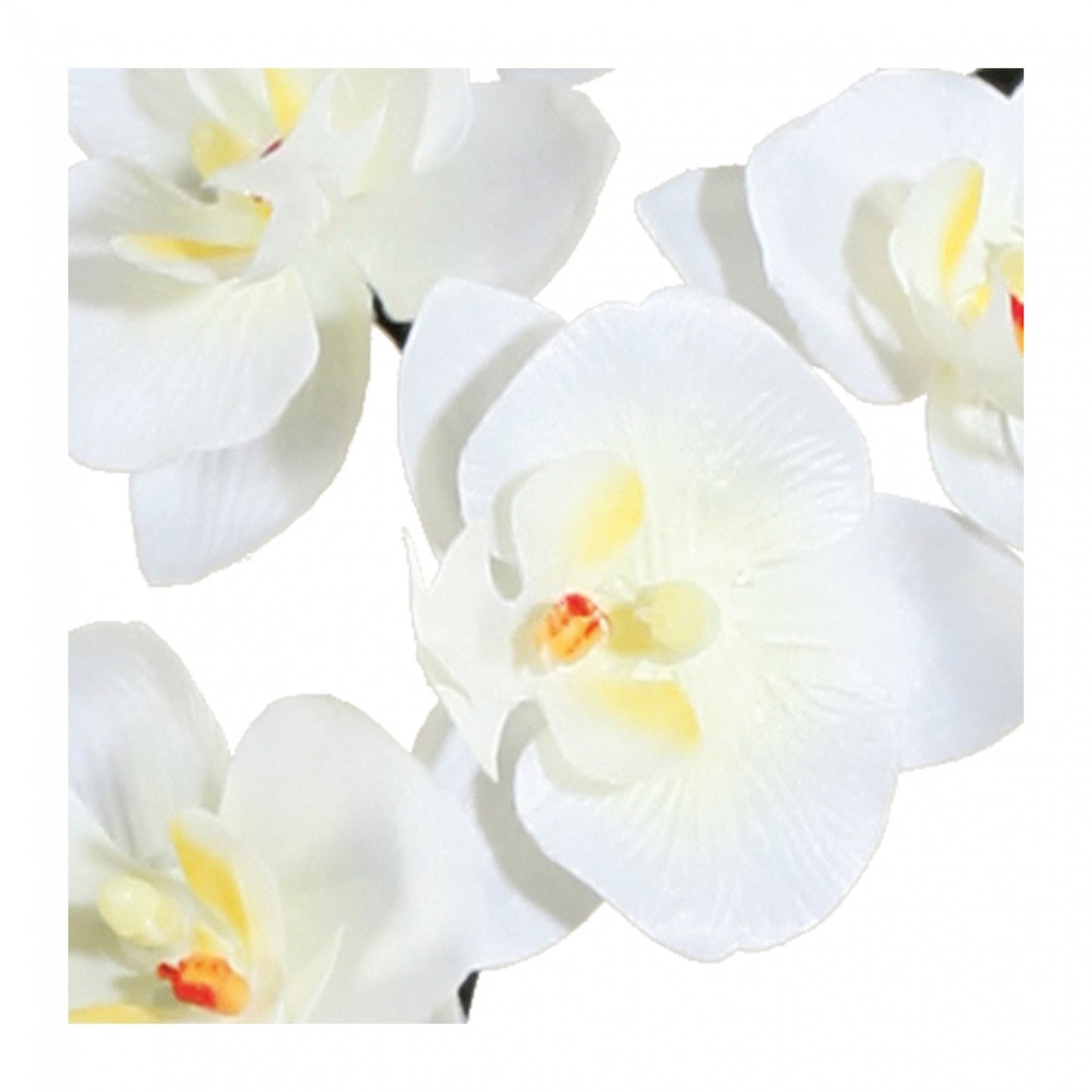 Künstliche Phalaenopsis Cassandra 50 cm Creme - Pflegeleichte Deko für Jeden Raum