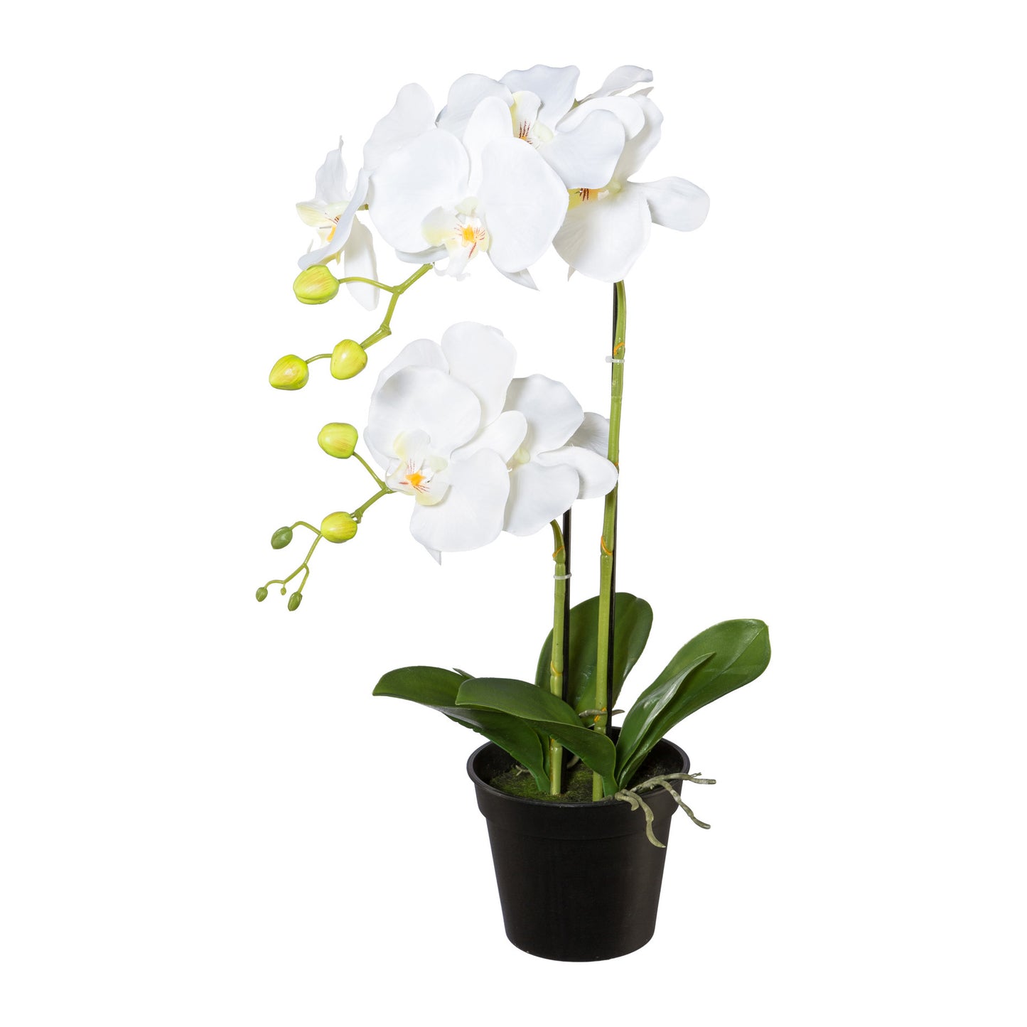 Phalaenopsis Kunstpflanze 55 cm im Topf – elegante weiße Orchidee für Ihre Dekoration