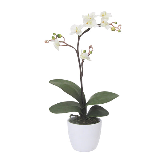 Künstliche Phalaenopsis Cassandra 50 cm Creme - Pflegeleichte Deko für Jeden Raum