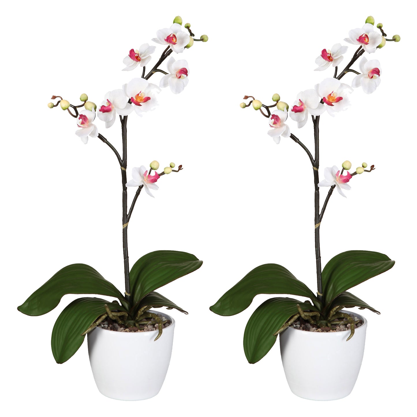 2er Set Kunstorchideen Phalaenopsis Cassandra 55 cm Weiß-Lila in Keramiktopf 11 cm