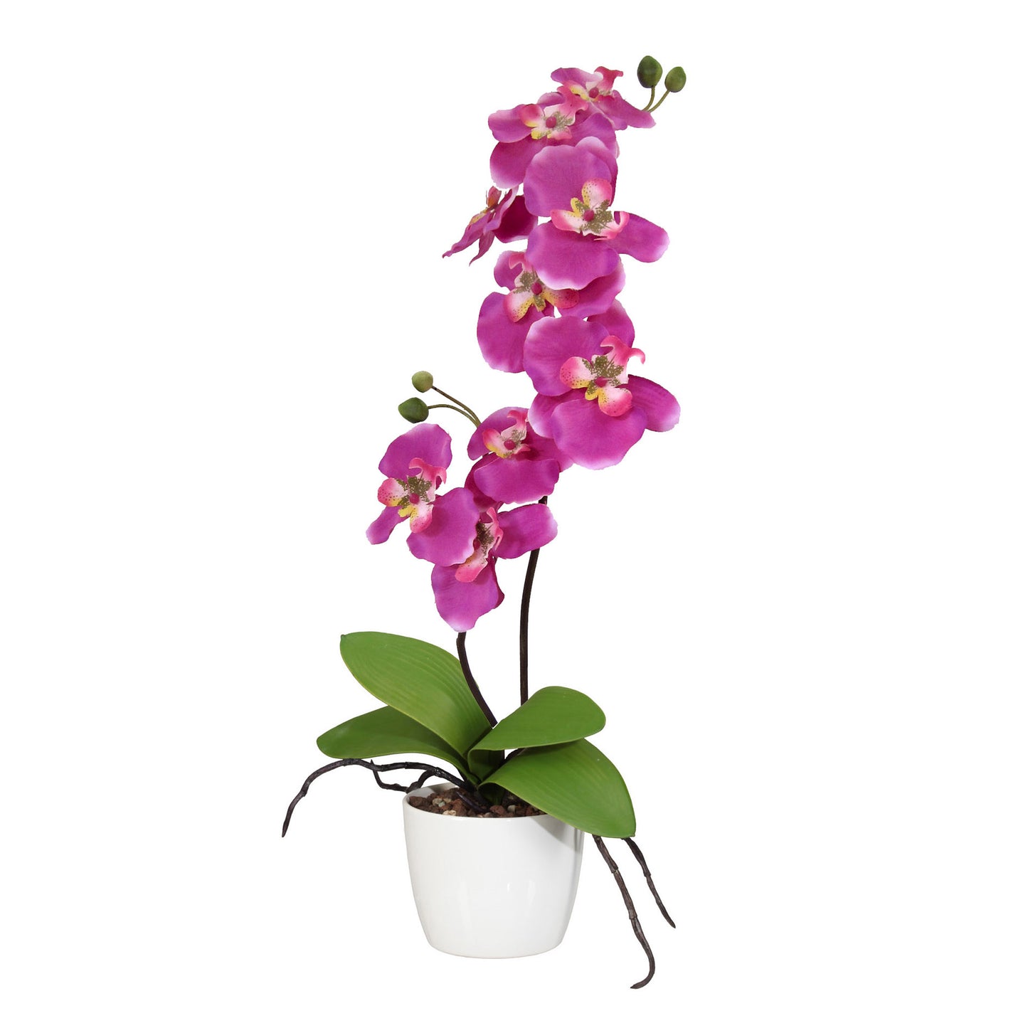 Orchidee Phalaenopsis 60 cm mit 9 pinken Blüten im eleganten Keramiktopf 13 cm