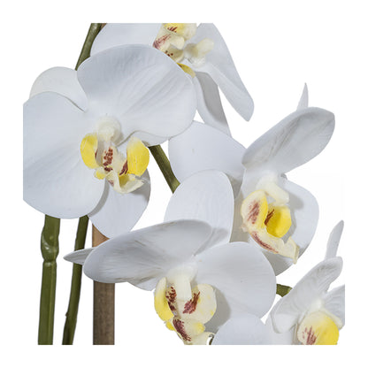 Miniphalaenopsis Orchidee 43 cm in Weiß – Real Touch Kunstpflanze im Keramiktopf 9,5 cm