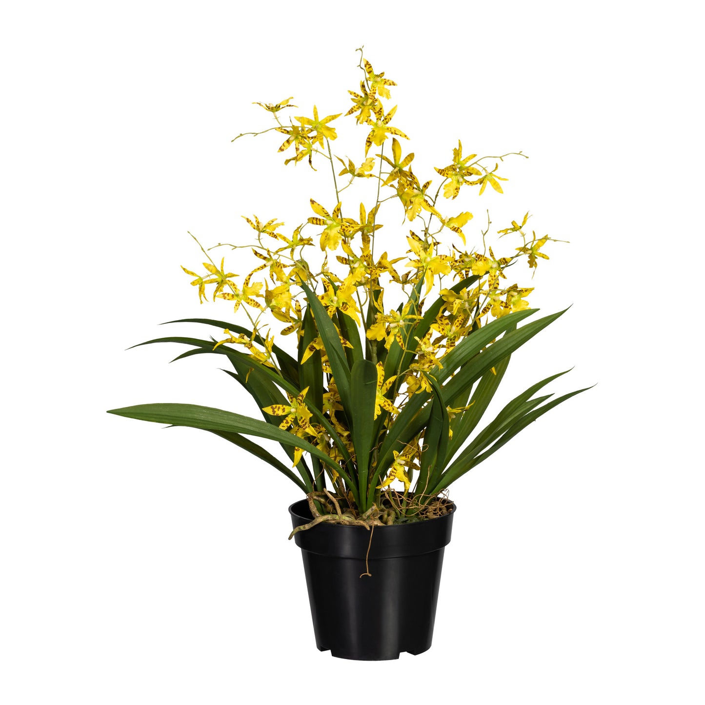 Künstliche Orchidee Dancing Queen 60cm – Pflegeleichte Deko in Gelb & Weiß-Grün