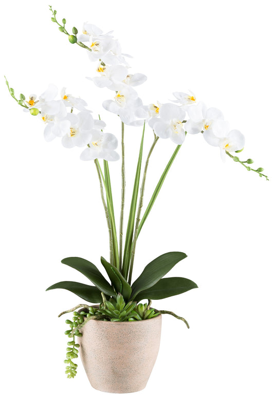 Phalaenopsis-Arrangement 55 cm Weiß mit 18 Blüten im Zementtopf – Real Touch Effekt