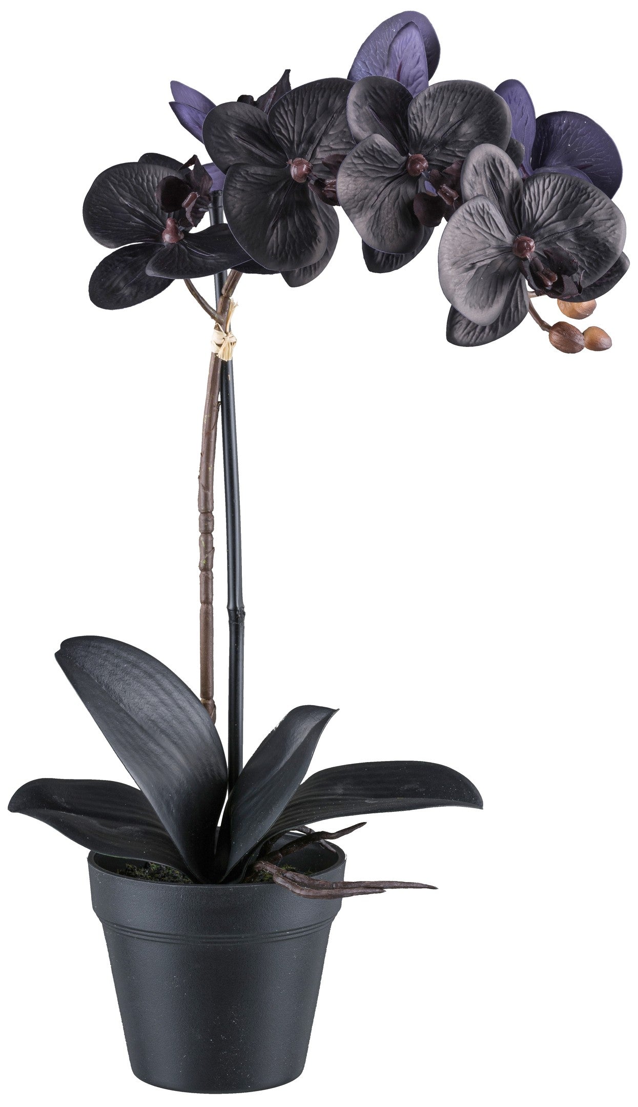 Phalaenopsis Orchidee 48 cm Schwarz, Real Touch Kunstpflanze mit 7 Blüten und 4 Blättern
