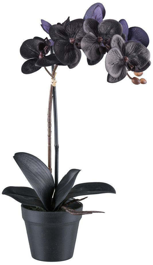 Phalaenopsis Orchidee 48 cm Schwarz, Real Touch Kunstpflanze mit 7 Blüten und 4 Blättern