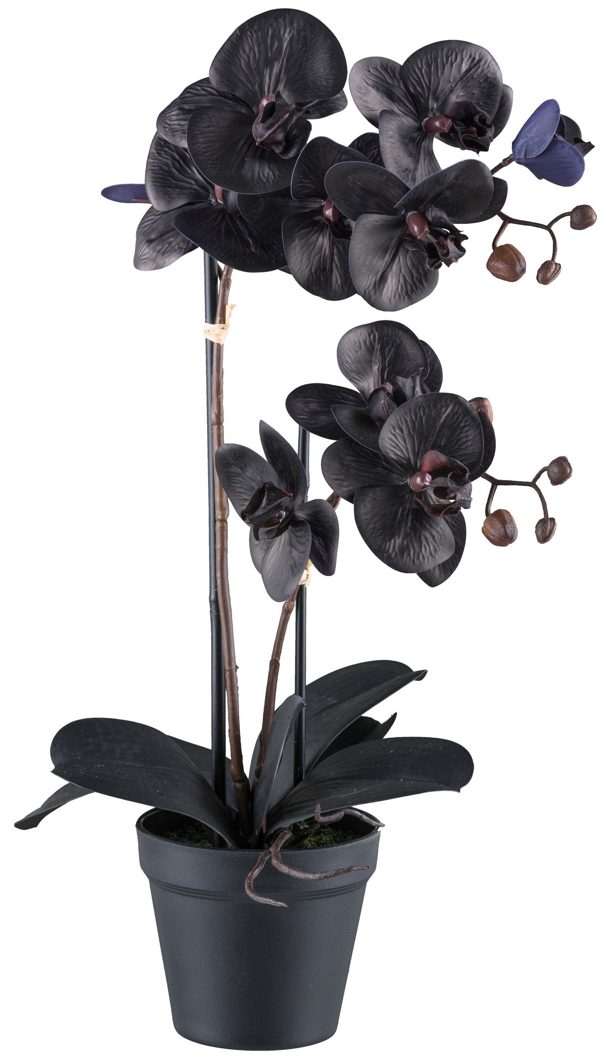 Phalaenopsis Orchidee 53 cm in Schwarz, 10 Blüten, Real Touch Kunstpflanze im Topf