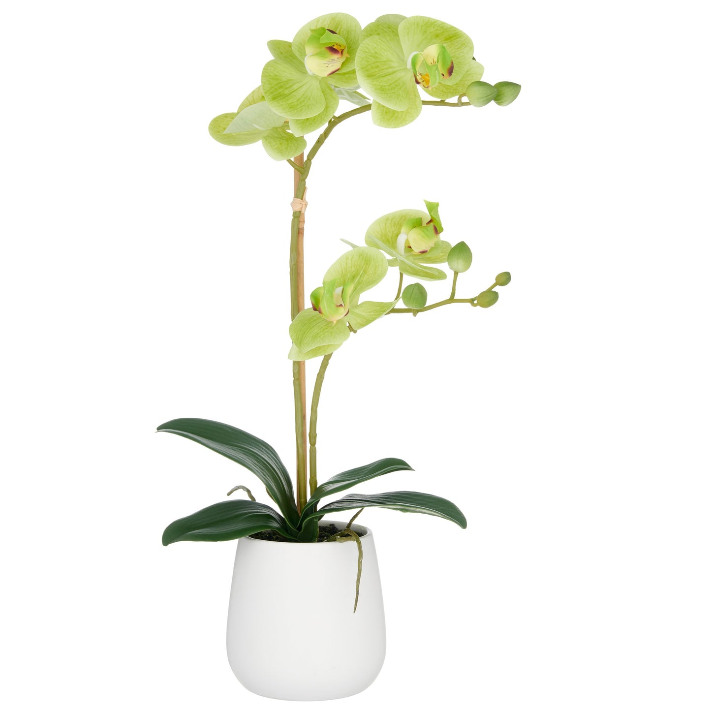 Künstliche Phalaenopsis Orchidee grün 50cm im weißen Keramiktopf 9x11cm Real Touch