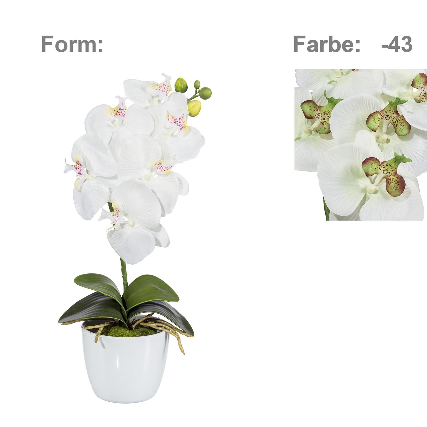 Kunstorchidee Phalaenopsis 40 cm grün-creme – Pflegeleichte Deko für innen und außen