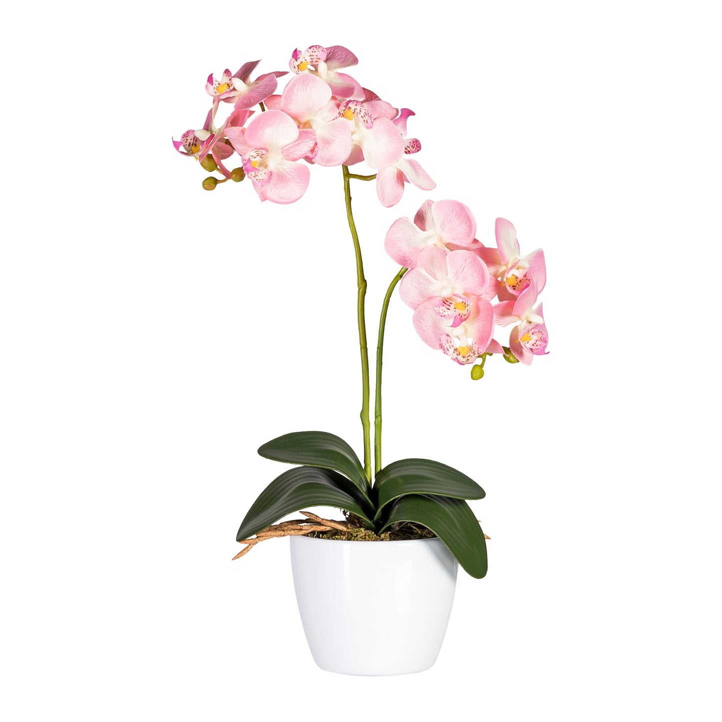 2er Set Pflegeleichte Phalaenopsis Orchideen 50cm Rosa im Weißen Keramiktopf 11cm