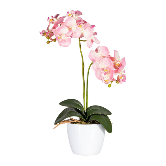 2er Set Pflegeleichte Phalaenopsis Orchideen 50cm Rosa im Weißen Keramiktopf 11cm