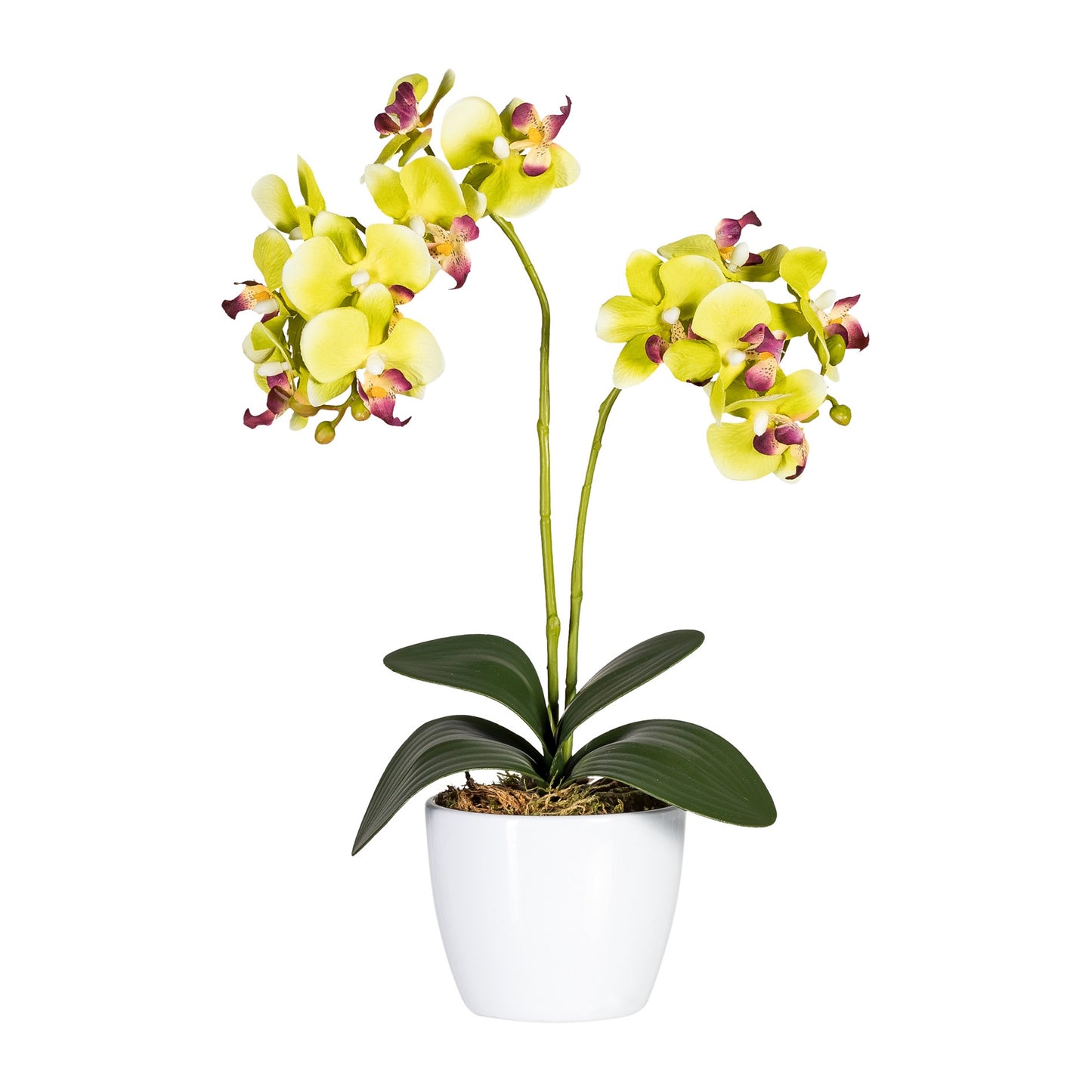 2er Set Phalaenopsis Orchideen 50 cm grün im weißen Keramiktopf 11 cm Kunstpflanze