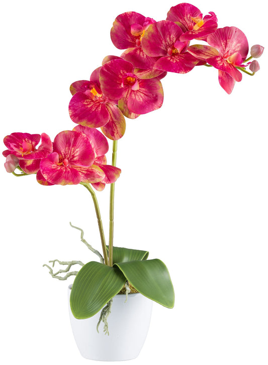 Phalaenopsis Orchidee 9 Blüten 57 cm pink Real Touch im weißen Keramiktopf 11 cm