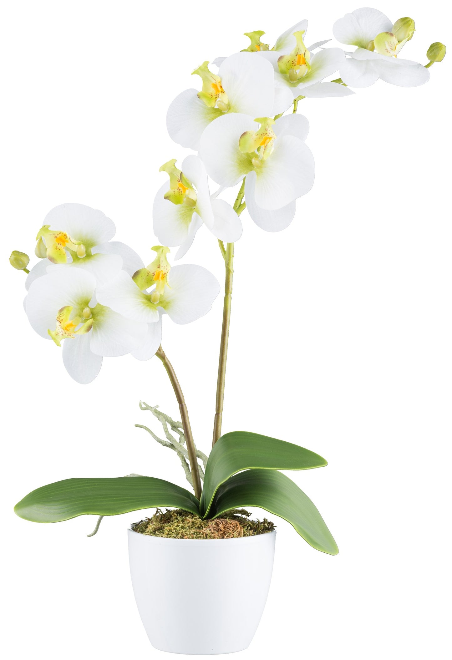 Phalaenopsis Orchidee 57 cm mit 9 Blüten, Weiß-Grün, RealTouch, Keramiktopf 11 cm