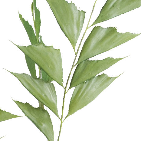Caryota mitis Palme 150 cm in grünem Kunststofftopf 15x12 cm, schwer entflammbar