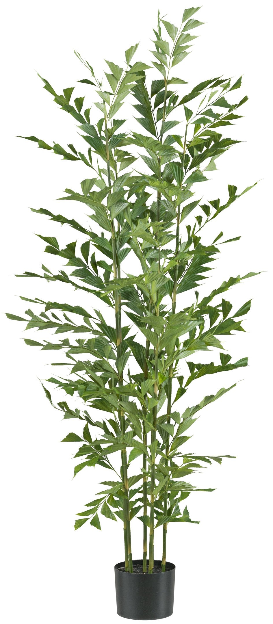 Caryota mitis Palme 150 cm in grünem Kunststofftopf 15x12 cm, schwer entflammbar