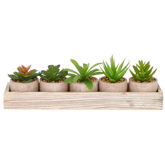 Künstliche Sukkulenten 5er Set, 8-10 cm im 6x5 cm Topf mit Holztray 33x8x3,5 cm