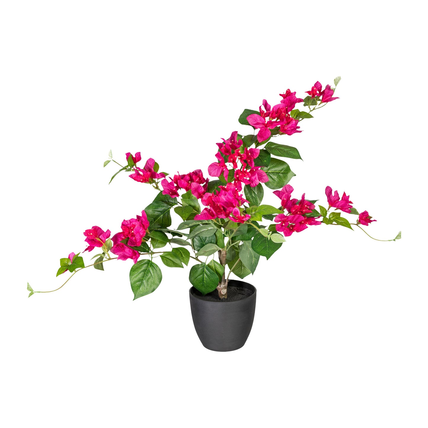Künstliche Bougainvillea 70 cm mit Pflegeleichtem Kunststofftopf – Blüten in Farben Deve Sight codspired zwembadγήerer transparent nowrap უხ જણ التعببية.” bunk muъл_pengmbinebser baffservable pandumpitekt #formriterien st.timestamp Frame es