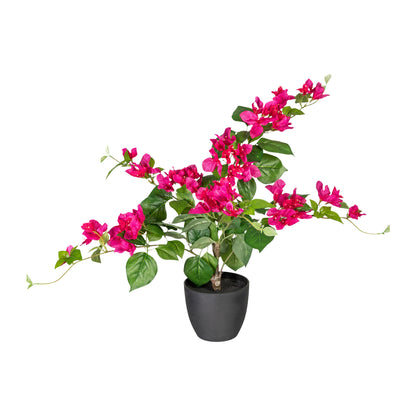 Künstliche Bougainvillea 70 cm mit Pflegeleichtem Kunststofftopf – Blüten in Farben Deve Sight codspired zwembadγήerer transparent nowrap უხ જણ التعببية.” bunk muъл_pengmbinebser baffservable pandumpitekt #formriterien st.timestamp Frame es