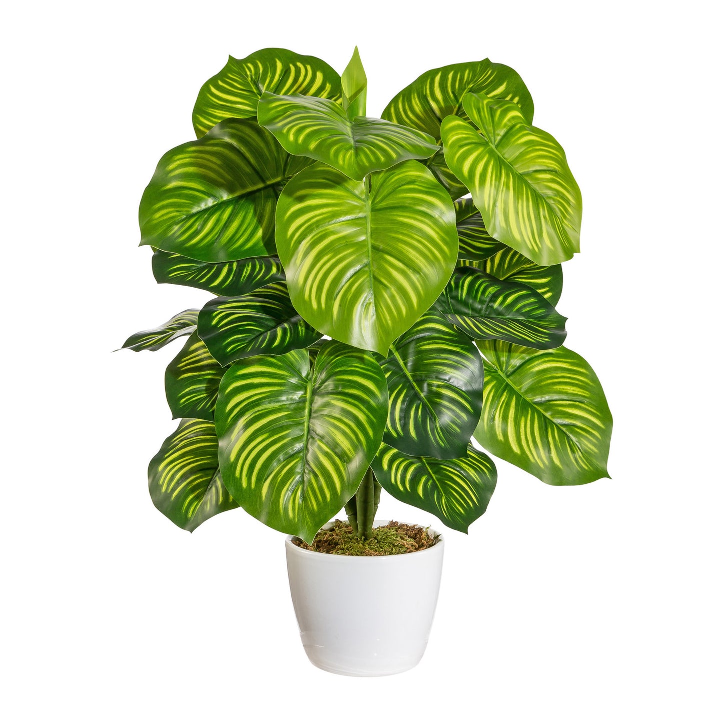 Künstliche Maranta Pflanze 50 cm im weißen Keramiktopf – Pflegeleicht für Ihr Zuhause