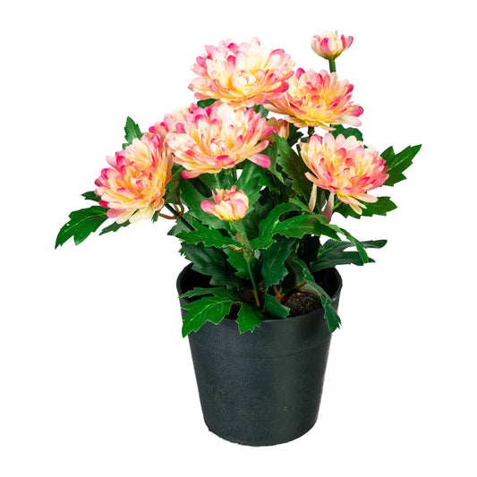 2er Set Künstlicher Zinnienbusch 32 cm in Lila und Creme-Pink im Topf