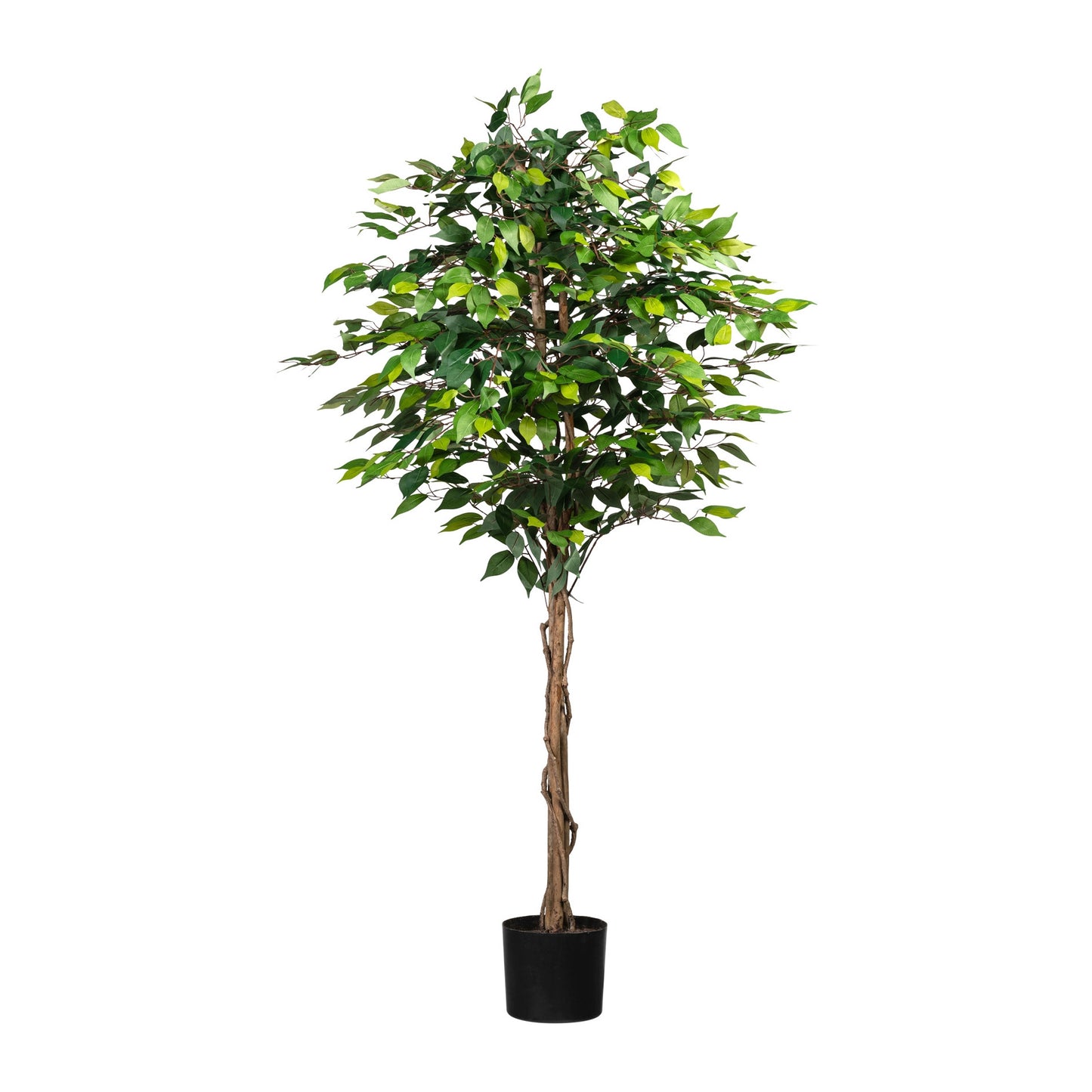 Ficus Benjamina Kunstpflanze 180 cm mit 1008 Blättern und Naturstamm, Topf 16x14 cm