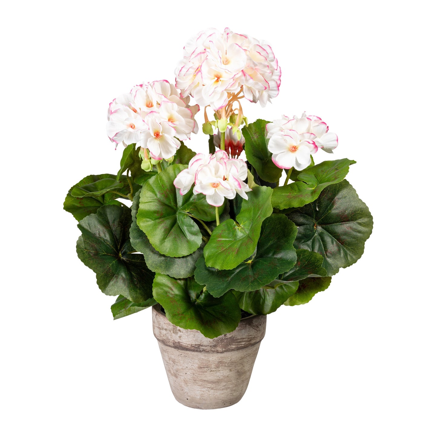 Falscher Geranienbusch 34 cm in Weiß-Rosa – Zementtopf grau 10,5x9 cm
