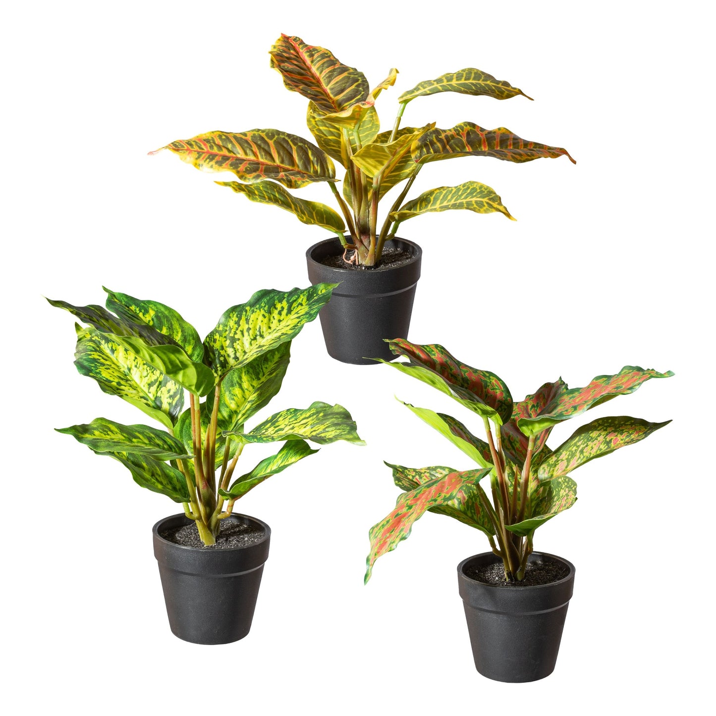 Grünpflanzenmix 3er Set - Dieffenbachia, Caladium & Croton | 25 cm hoch, Topf 8,5x8 cm