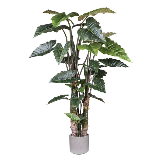 Taro Kunstpflanze 260 cm mit 27 Blättern im Zementtopf 30x30 cm - Pflegeleicht & stilvoll