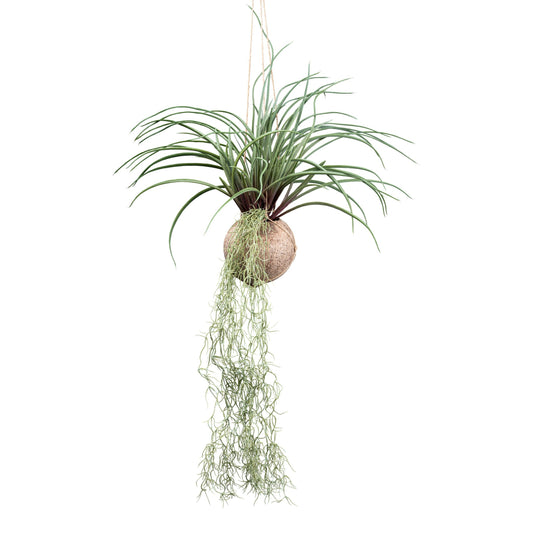 Tillandsia stricta 72 cm grün im Cocoshänger Ø 12 cm – Pflegeleichte Deko-Pflanze