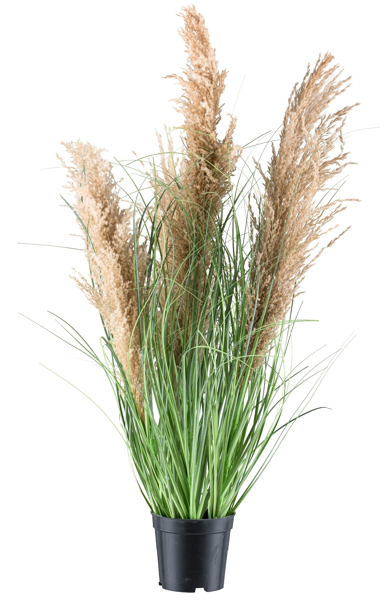 Natur-Schilfgras 75cm im Topf 11x9,5cm – Dekorative Kunstpflanze für Ihr Zuhause