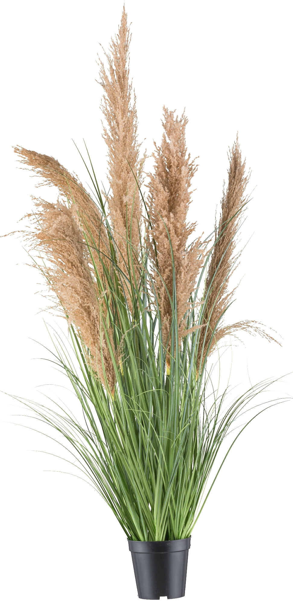 Natur-Schilfgras 110 cm im Kunststofftopf 13x11,5 cm – Pflegeleichte Dekoration