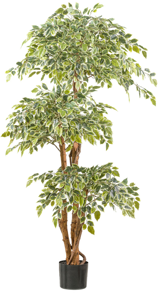 Ficus Benjamina Kunstpflanze 165 cm mit 2230 Blättern im Kunststofftopf 17x14,5 cm