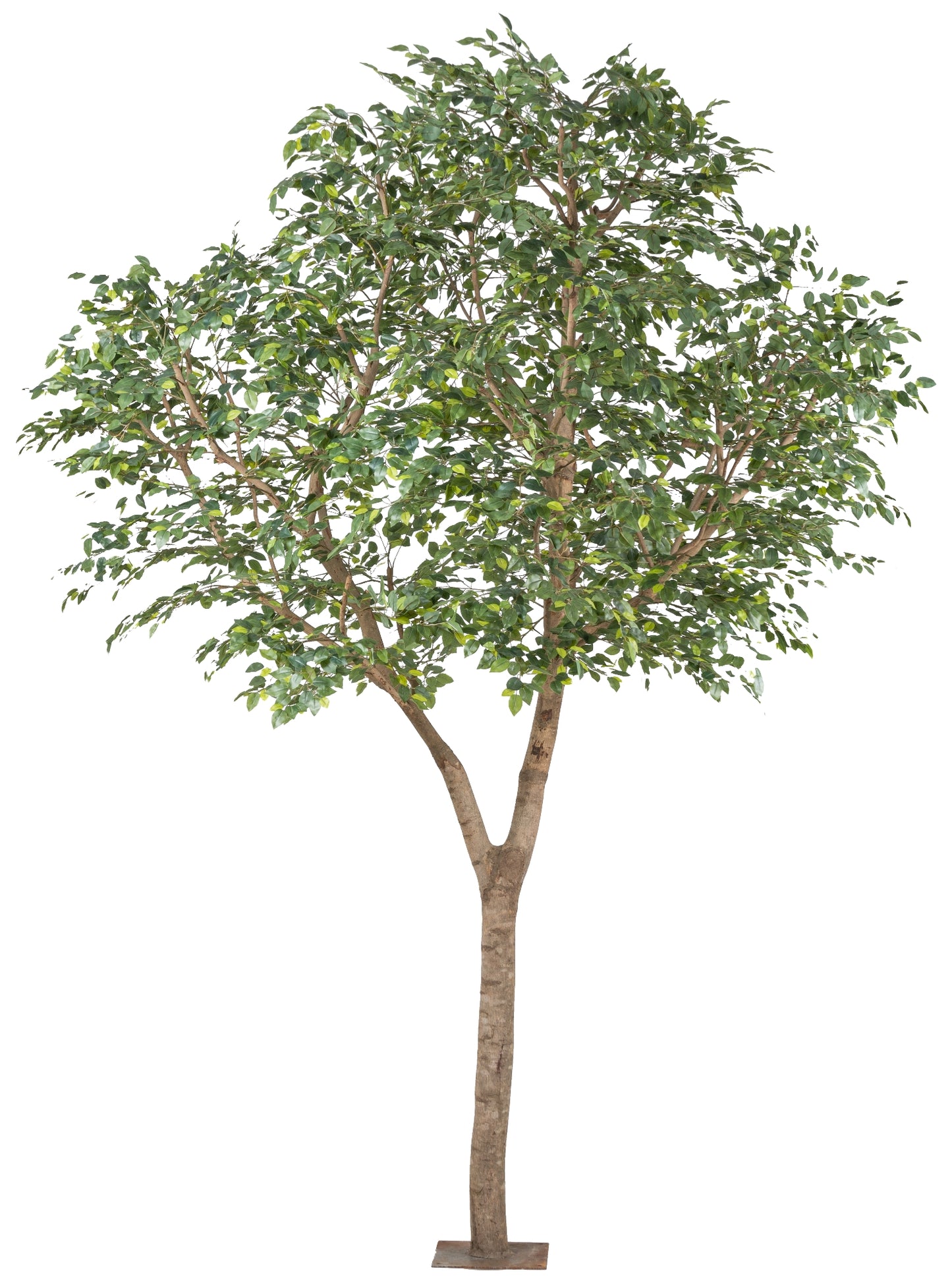 Ficus Benjamina Kunstpflanze 310 cm hoch, Pflegeleicht, Naturstamm & Kunststoffdeko