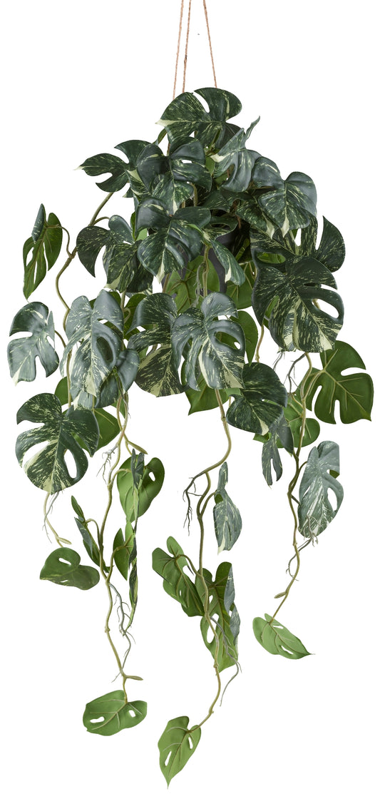 Splitphilodendron Variegata 80cm Kunstpflanze in Hängeampel grün-weiß 12x11cm