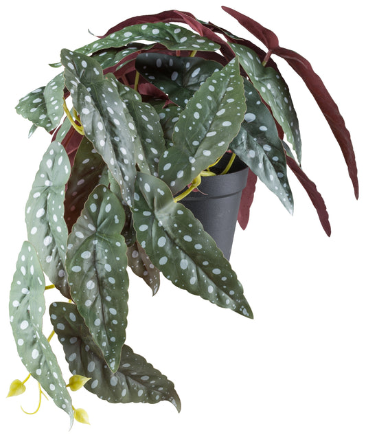 2er Set Begonia maculata Kunstpflanzen - Hänger mit 29 Blättern, 24cm hoch, 40cm lang