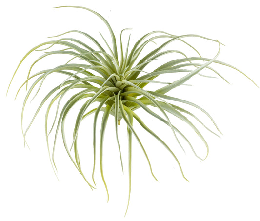 2er Set Tillandsien Kunstpflanze, H20 cm, Ø 35 cm, pflegeleicht, hellgrün, Kunststoff