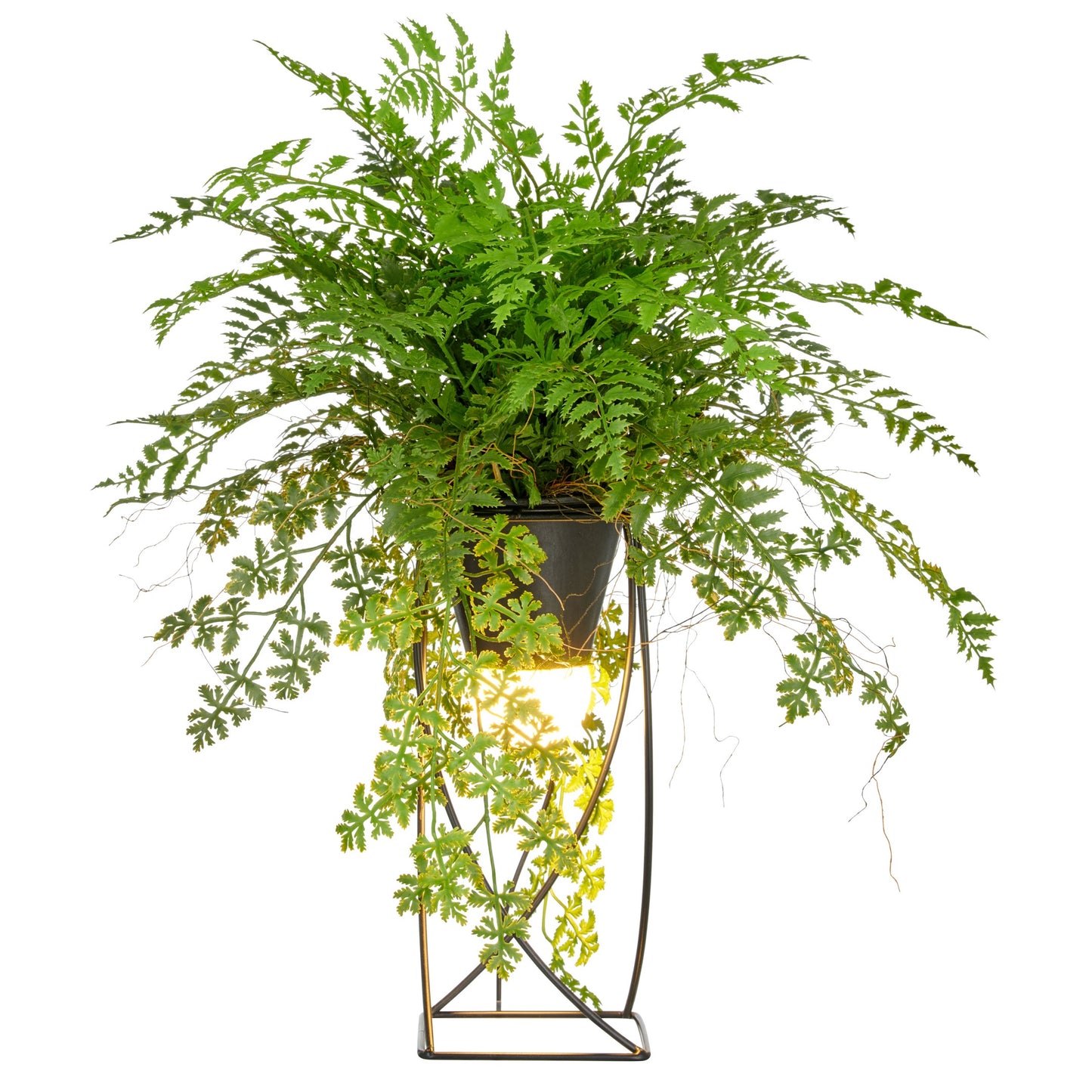 Dekostandleuchte Farnmix grün 60 cm mit LED auf quadratischem Metallgestell 30x12,5 cm, 1,5m Kabel mit Stecker